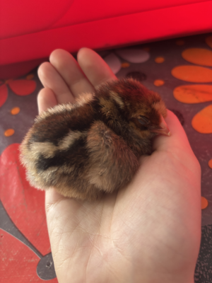 bébé poussins 2